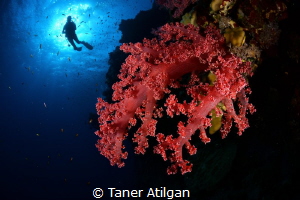 Soft coral close-up by Taner Atilgan 